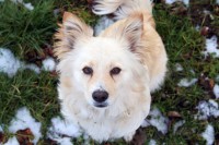 /album/little-fox-alias-my-dog/a1462556-237842766384498-1498174932-o-jpg/