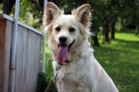 /album/little-fox-alias-my-dog/img-1016-jpg/