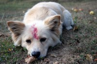 /album/little-fox-alias-my-dog/a1167591-205064689662306-1393566735-o-jpg/